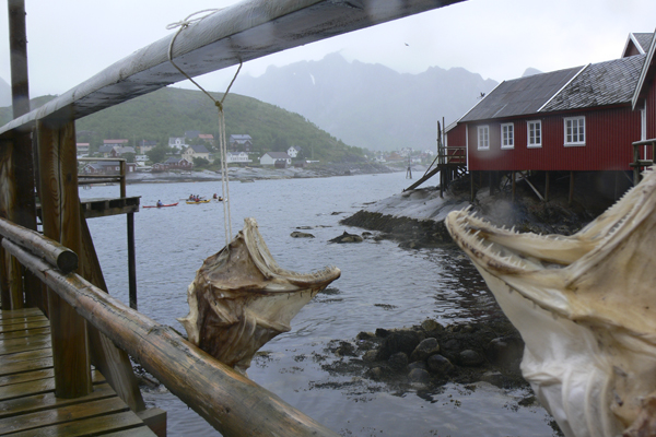Dried cod in Lofoten with Crossing Latitudes