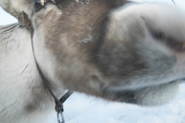 Reindeer in Sweden with Crossing Latitudes